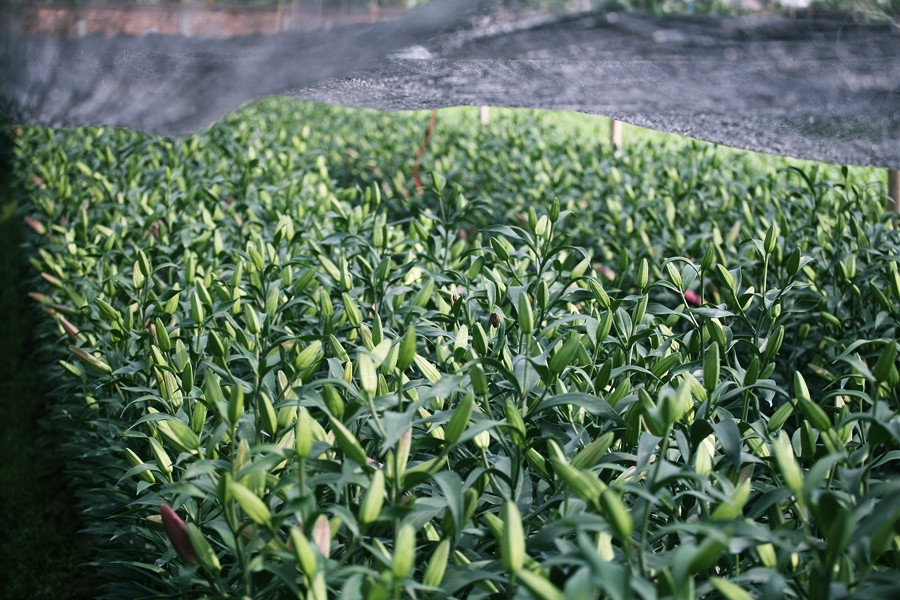 Người dân trồng hoa ly tại Tây Tựu năm nay không cần phải bán tháo với giá rẻ giống như ở thời điểm cận Tết Nguyên đán năm 2019.