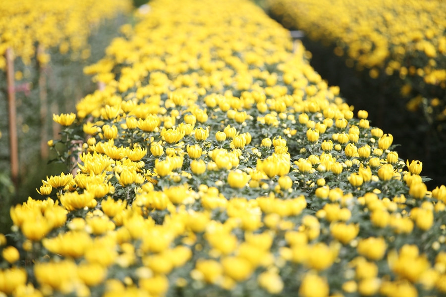 Làng hoa Tây Tựu nổi tiếng từ lâu, chuyên trồng và cung cấp nhiều loại hoa cho thị trường Hà Nội và vùng lân cận. Vẫn như mọi năm, vụ Tết này người dân chủ yếu cung cấp cho thị trường các loại hoa như: Hoa cúc, ly, hồng, Victoria…