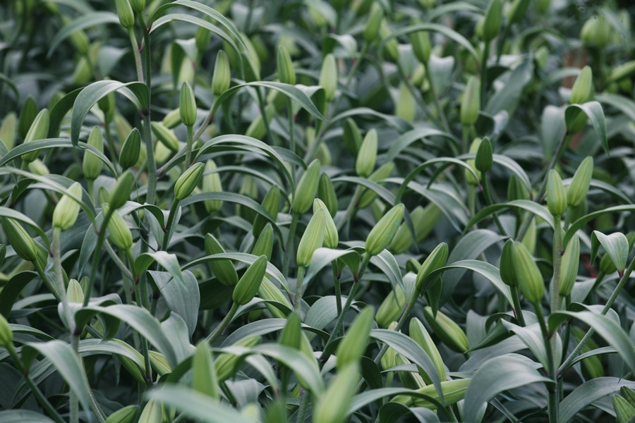 Những bông hoa ly bắt đầu chớm nở những ngày cận Tết Nguyên đán 2020.