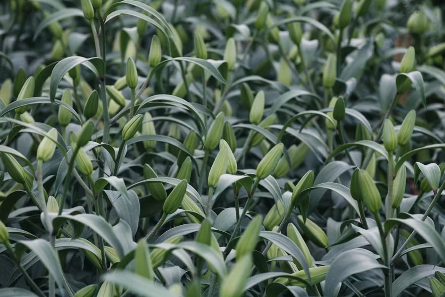 Những bông hoa ly bắt đầu chớm nở những ngày cận Tết Nguyên đán 2020.