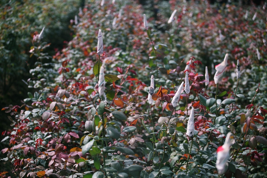 Dịp Tết Nguyên đán 2020, những vườn hồng tại đây cũng sẵn sàng cung cấp cho thị trường.