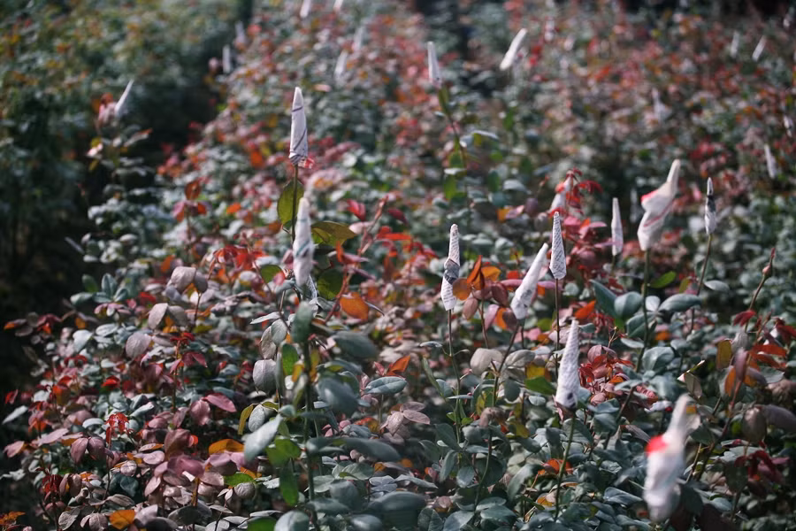 Dịp Tết Nguyên đán 2020, những vườn hồng tại đây cũng sẵn sàng cung cấp cho thị trường.