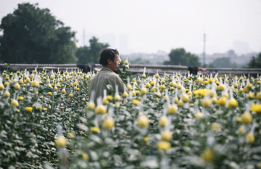 Người dân trồng hoa cho biết, do thời tiết 2 tháng cận Tết năm nay nắng ấm, không quá lạnh nên hoa nở đều.