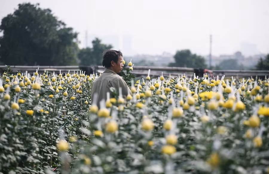 Người dân trồng hoa cho biết, do thời tiết 2 tháng cận Tết năm nay nắng ấm, không quá lạnh nên hoa nở đều.