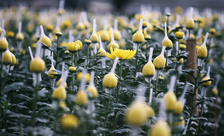 Đến thời điểm hiện tại người dân đã có thể thu hoạch những bông nở sớm cung ứng ra thị trường. Đối với những nụ vừa và bé hơn để dành phục vụ Tết Nguyên đán 2020.