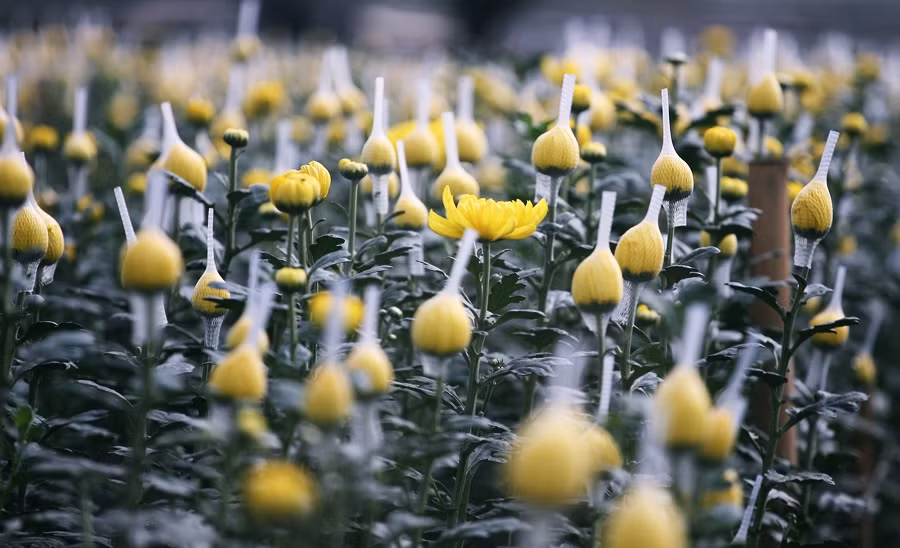 Đến thời điểm hiện tại người dân đã có thể thu hoạch những bông nở sớm cung ứng ra thị trường. Đối với những nụ vừa và bé hơn để dành phục vụ Tết Nguyên đán 2020.