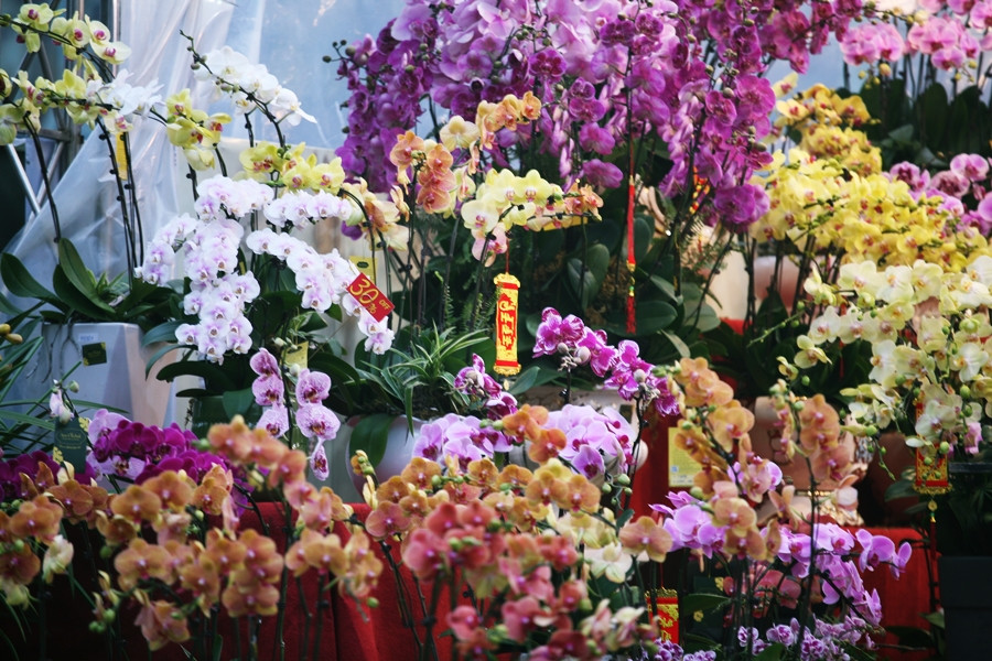 Hoa lan với đủ sắc màu được trang trí công phu, tỉ mỉ.