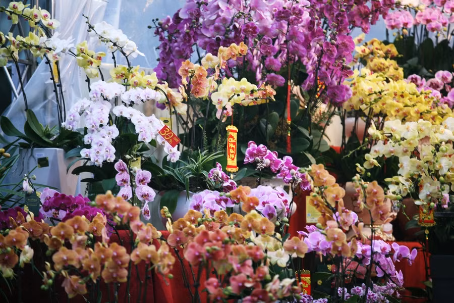 Hoa lan với đủ sắc màu được trang trí công phu, tỉ mỉ.