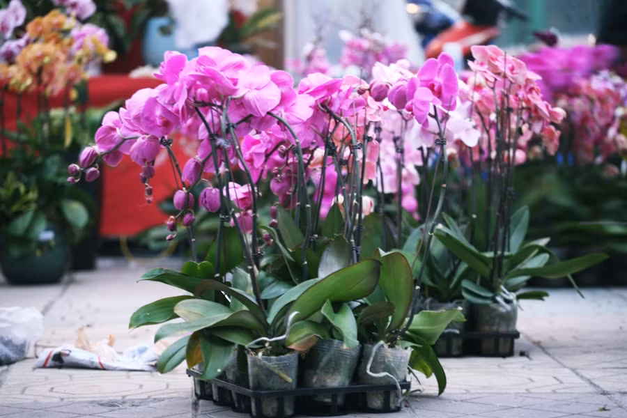 Thỏa sức để người dân Thủ đô ngắm, chọn.