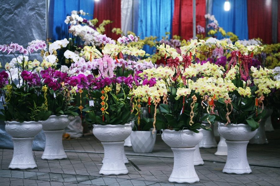 Những chậu lan hồ điệp được cắm nhiều cành, giá lên đến cả chục triệu phục vụ nhu cầu người dân Thủ đô dịp Tết cổ truyền đang được tiểu thương giảm giá trên đường Hoàng Đạo Thúy.