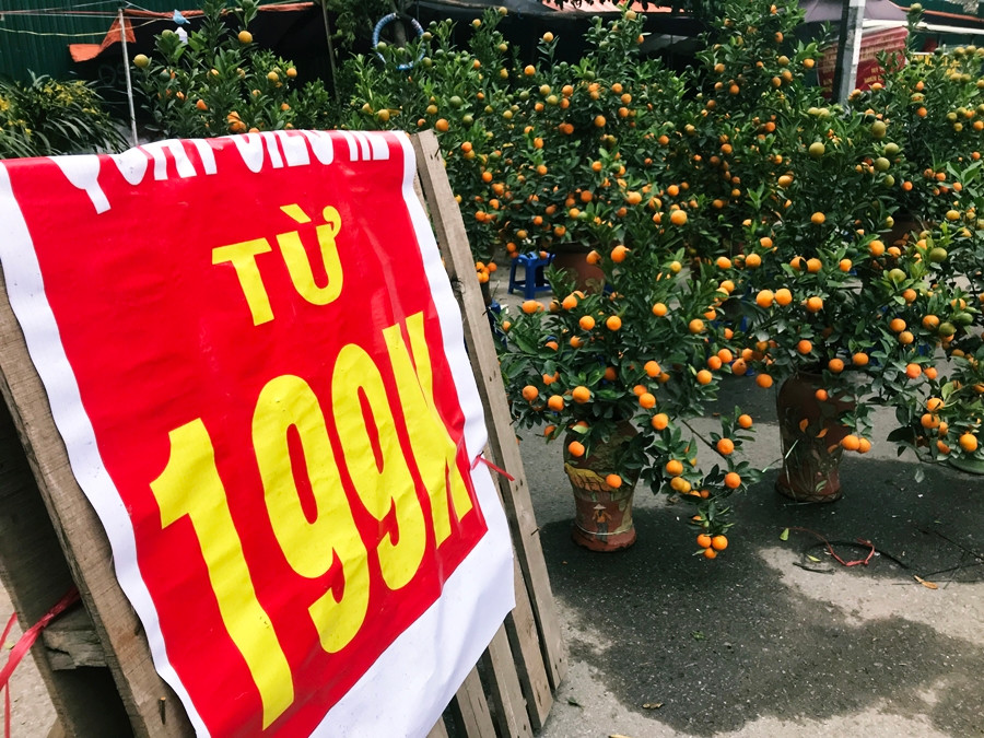 Ngay cạnh, một nhà vườn khác cũng công khai mức giá bán từ 199 nghìn đồng/cây quất cảnh.