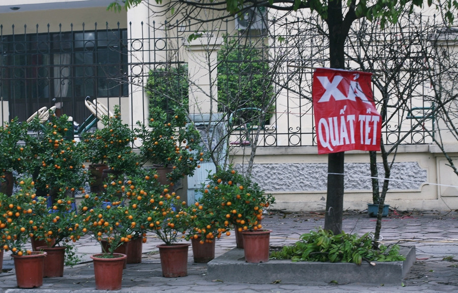 Tại khu vực ngã tư Trung Kính - Dương Đình Nghệ (Cầu Giấy, Hà Nội), một tiểu thương treo biển "xả quất Tết", ai di chuyển ngang qua đều dễ dàng trông thấy.