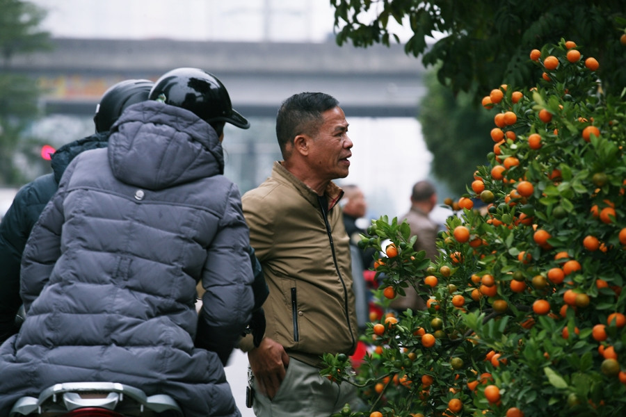 Nhiều khách hàng dừng lại ngắm, chọn khi thấy chủ vườn quất "xả hàng".