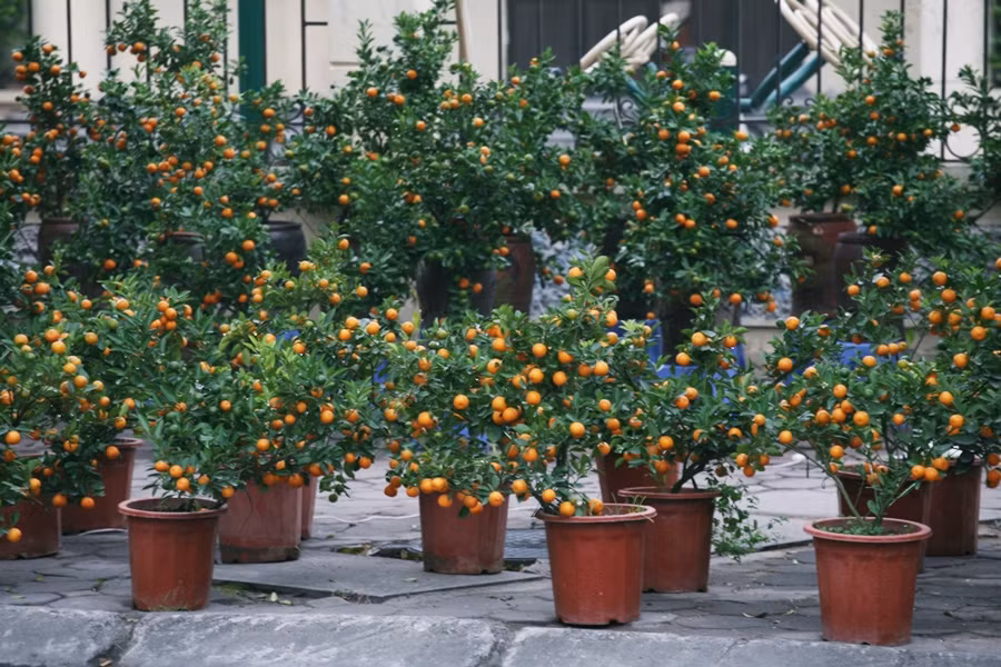 Moi 27 Tet, quat va lan canh da... “xa het ve que an Tet”