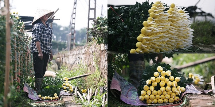 Những bông hoa cúc to, mơn nở tuyệt đẹp được chị Loan bó cẩn thận trước khi giao cho khách vừa tìm đến tận vườn đặt hàng.