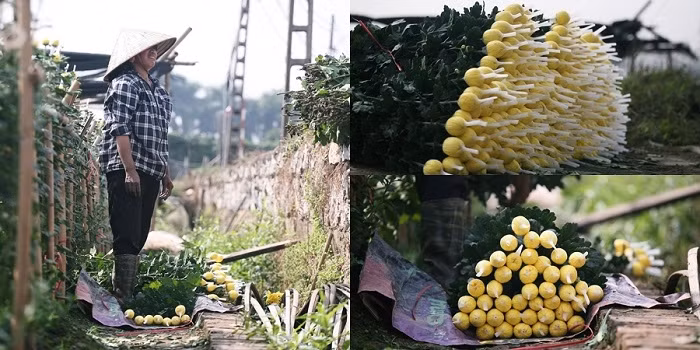 Những bông hoa cúc to, mơn nở tuyệt đẹp được chị Loan bó cẩn thận trước khi giao cho khách vừa tìm đến tận vườn đặt hàng.