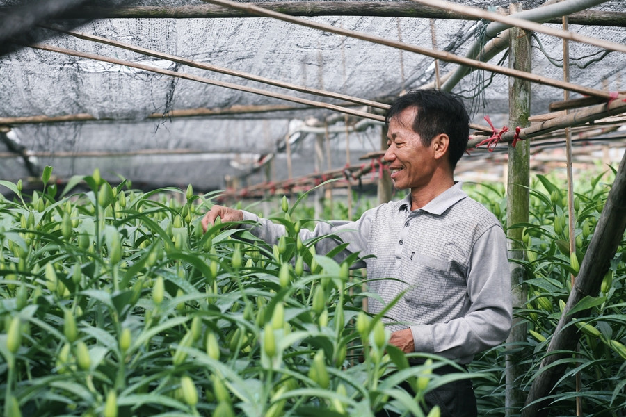 Ông Nguyễn Văn Sâm (người có 10 năm kinh nghiệm trồng hoa ở làng Tây Tựu) vui mừng, chia sẻ với PV Kiến Thức về vườn hoa ly trồng “trúng” vụ Tết Nguyên đán năm nay của gia đình mình. “Gia đình tôi chỉ trồng 1 sào hoa ly. Giống đầu tư và công chăm sóc tính ra khoảng 150 triệu đồng. Nếu thời tiết thuận lợi, ổn định hoa nở đúng dịp Tết bán cả vườn cũng lãi tầm 50 triệu đồng”, ông Sâm chia sẻ.