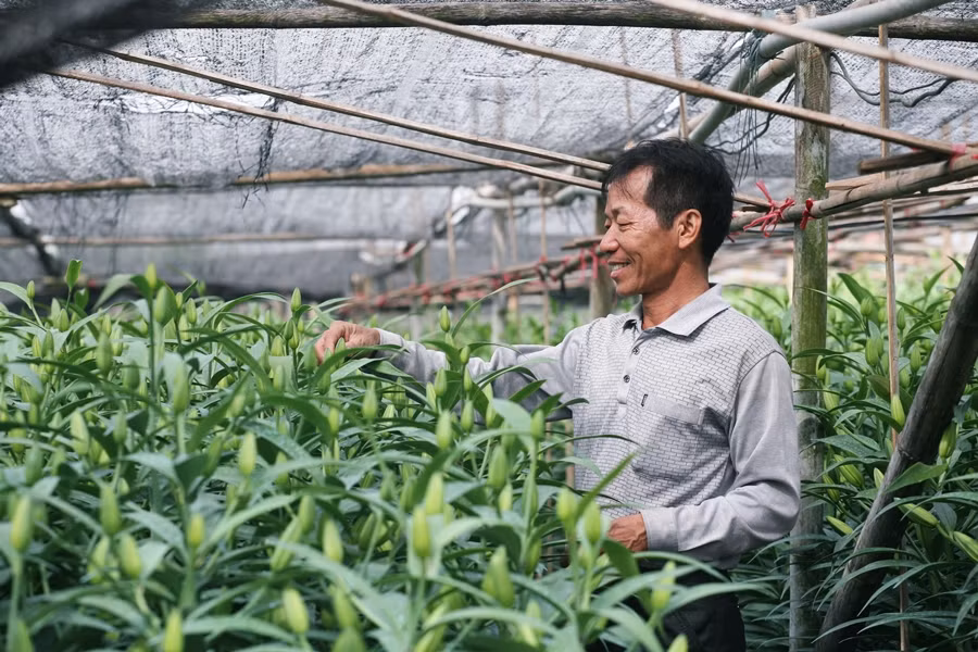 Ông Nguyễn Văn Sâm (người có 10 năm kinh nghiệm trồng hoa ở làng Tây Tựu) vui mừng, chia sẻ với PV Kiến Thức về vườn hoa ly trồng “trúng” vụ Tết Nguyên đán năm nay của gia đình mình. “Gia đình tôi chỉ trồng 1 sào hoa ly. Giống đầu tư và công chăm sóc tính ra khoảng 150 triệu đồng. Nếu thời tiết thuận lợi, ổn định hoa nở đúng dịp Tết bán cả vườn cũng lãi tầm 50 triệu đồng”, ông Sâm chia sẻ.