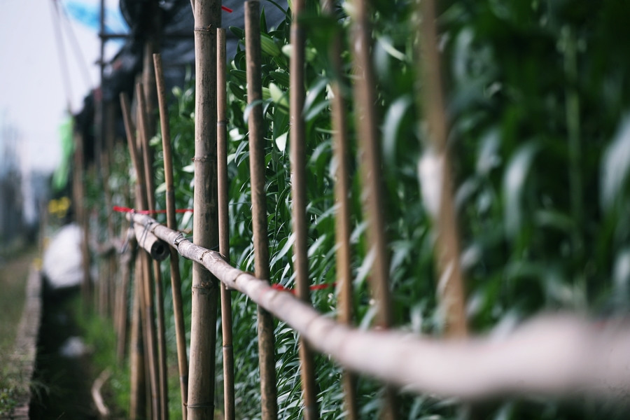 ... đến hàng rào xung quanh vườn hoa ly đều được anh Thư dựng, buộc rất cẩn thận để đề phòng kẻ gian cắt trộm hoa.