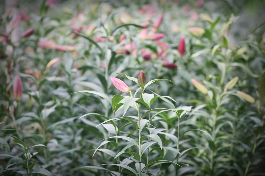 Dịp Tết Nguyên đán là mùa vụ lớn nhất trong năm đối với người dân trồng hoa tại Tây Tựu, nếu hoa nở đúng độ, tiêu thụ được hết mà không bị mất giá thì lợi nhuận người dân sẽ mang về giao động khoảng 300 - 400 triệu đồng.