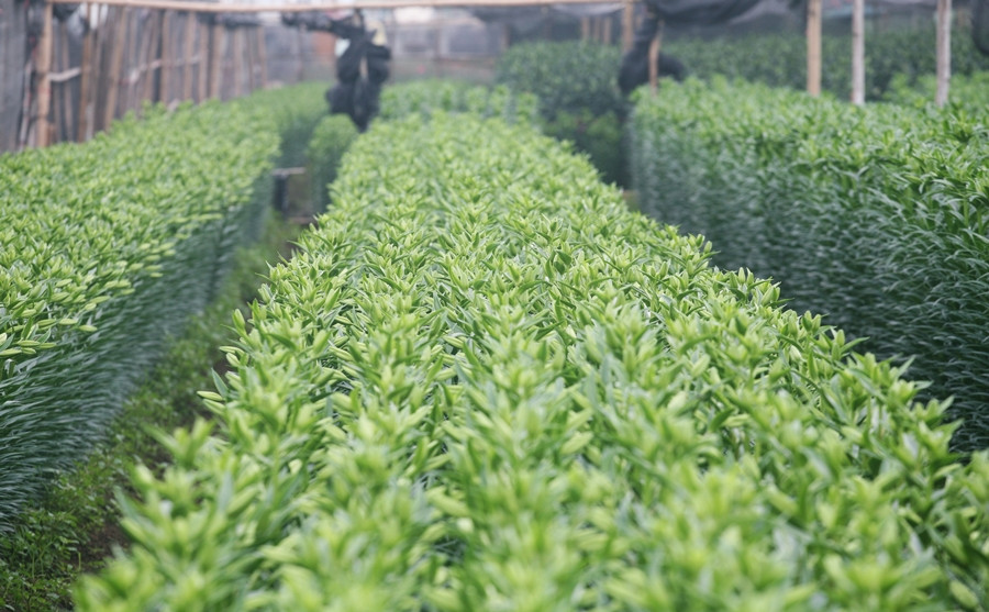 Người nông dân ở làng hoa Tây Tựu đang phấn khởi trước vụ hoa ly bội thu.