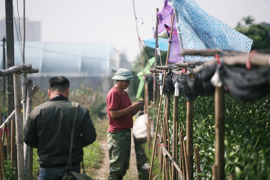 Chung niềm vui như ông Sâm, tại vườn hoa ly của gia đình, anh Nguyễn Ngọc Thư cũng hết sức phấn khởi cho biết trồng hoa ly năm nay khá thuận lợi. Tuy nhiên, để tránh kẻ gian cắt trộm hoa ly gia đình anh Sâm phải đầu tư thêm chi phí để lắp bóng điện xung quanh vườn, đồng thời buộc rào chắc chắn và trông coi ngày/đêm một cách cẩn thận.