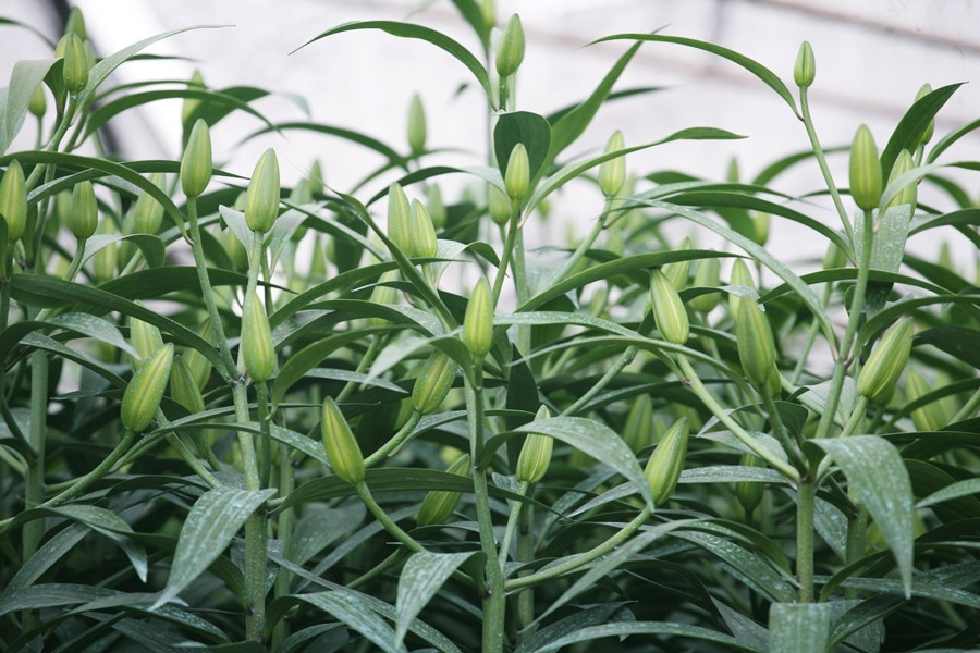 Tết Nguyên đán Canh Tý 2020 chỉ còn chưa đầy 20 ngày nữa. Tuy nhiên, người dân ở đây đều cười tươi và chắc chắn hoa ly sẽ được cung ứng ra thị trường đúng thời điểm dịp Tết, phục vụ nhu cầu của mọi người.