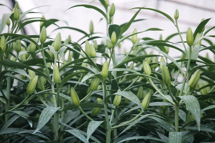 Tết Nguyên đán Canh Tý 2020 chỉ còn chưa đầy 20 ngày nữa. Tuy nhiên, người dân ở đây đều cười tươi và chắc chắn hoa ly sẽ được cung ứng ra thị trường đúng thời điểm dịp Tết, phục vụ nhu cầu của mọi người.