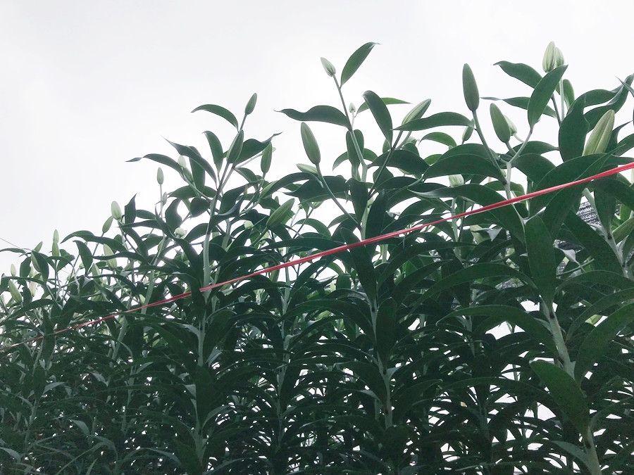 Trong các loại hoa ở làng hoa Tây Tựu, hoa ly là loại hoa khó chăm nhất, mức đầu tư cũng rất cao và đây cũng là giống hoa mang lại lợi nhuận cao cho người nông dân.