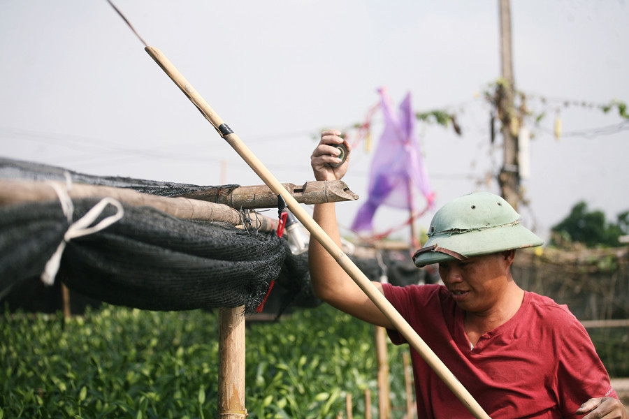 “Mọi năm gia đình vẫn lãi gần 200 triệu đồng. Còn năm nay chắc được lãi ít”, anh Thư khiêm tốn nói.