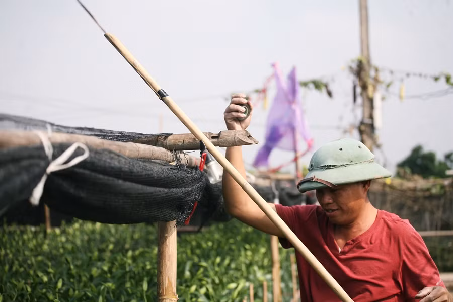 “Mọi năm gia đình vẫn lãi gần 200 triệu đồng. Còn năm nay chắc được lãi ít”, anh Thư khiêm tốn nói.