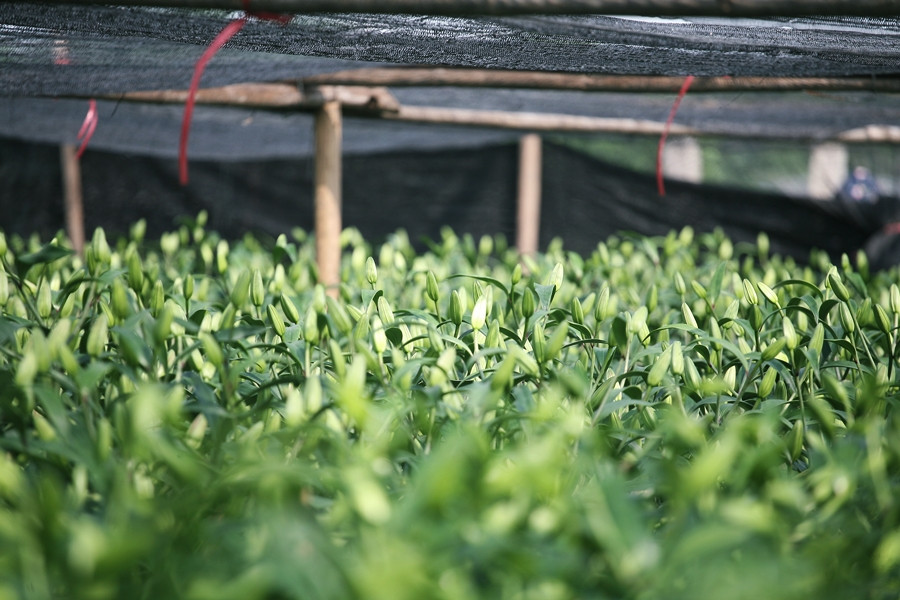 Theo người dân, 1 củ giống hoa ly năm nay mua khoảng 16 - 20 nghìn đồng/củ.