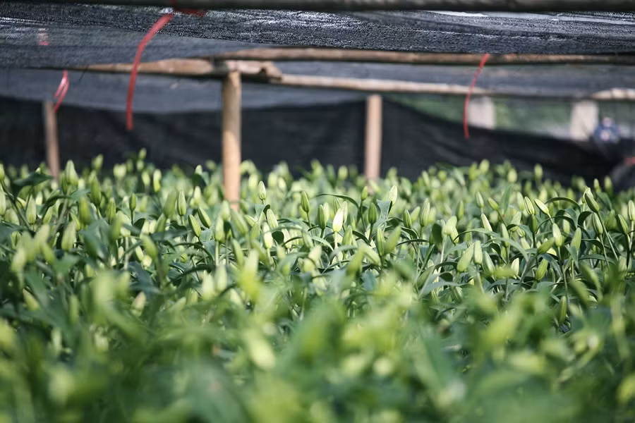 Theo người dân, 1 củ giống hoa ly năm nay mua khoảng 16 - 20 nghìn đồng/củ.