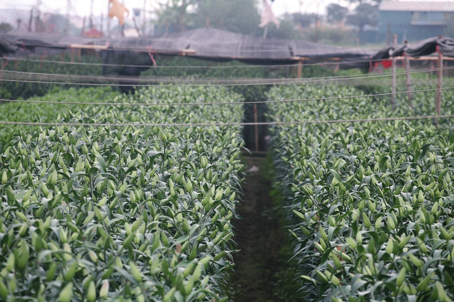 Người nông dân trồng hoa ly ở làng hoa Tây Tựu (Bắc Từ Liêm, Hà Nội) những ngày cận Tết Nguyên đán 2020 đều tỏ ra vui mừng, phấn khởi cho biết hoa nở đúng thời vụ.