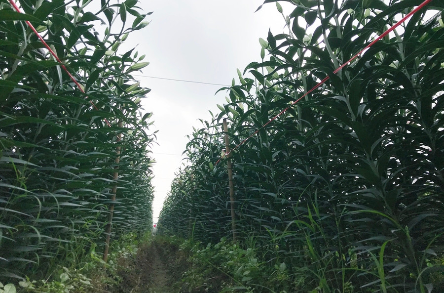 Người dân ở Tây Tựu cho biết, do thời tiết dịp Tết Nguyên đán 2020 nắng ấm, không quá rét và thuận lợi hơn năm ngoái nên hoa ly đúng thời vụ. Trường hợp những bông nhỏ hơn, chưa kịp nở thì để phục vụ thị trường sau Tết, tuy nhiên số này không đáng kể.