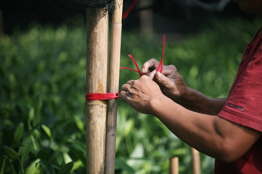 Từ những cột điện gỗ...