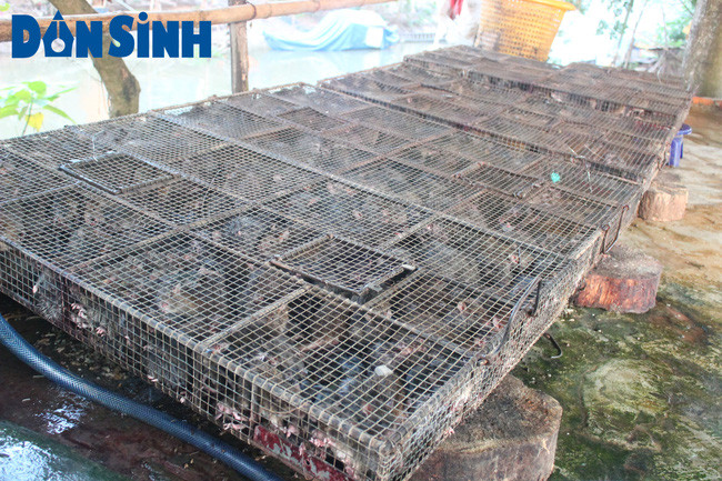 Ngày nay số lượng chuột giảm dần nên mỗi chuyến đi "săn" chuột trung bình người dân bắt được từ 15 đến 20kg tính ra giá bán hiện nay thu nhập mỗi ngày cũng từ 500.000 đồng đến hơn 1.000.000 đồng. Những năm trở lại đây, khu chợ chuột Phù Dật được nhiều người trong vùng và cả nước biết đến nên những người sống bằng nghề này cũng có thu nhập ổn định, gấp nhiều lần so với nghề làm nông. Cũng chính từ nghề "săn" chuột, buôn chuột mà nhiều người trở nên giàu có, thành "đại gia" của vùng sông nước miền Tây.