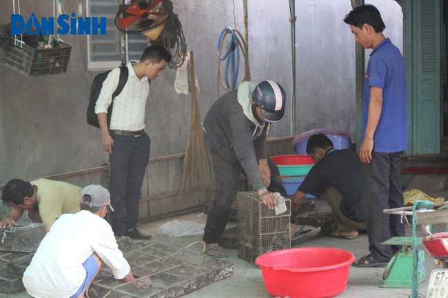 Các thợ "săn" chuột đồng mang chuột đến bán cho các nhà buôn khu chợ chuột Phù Dật.