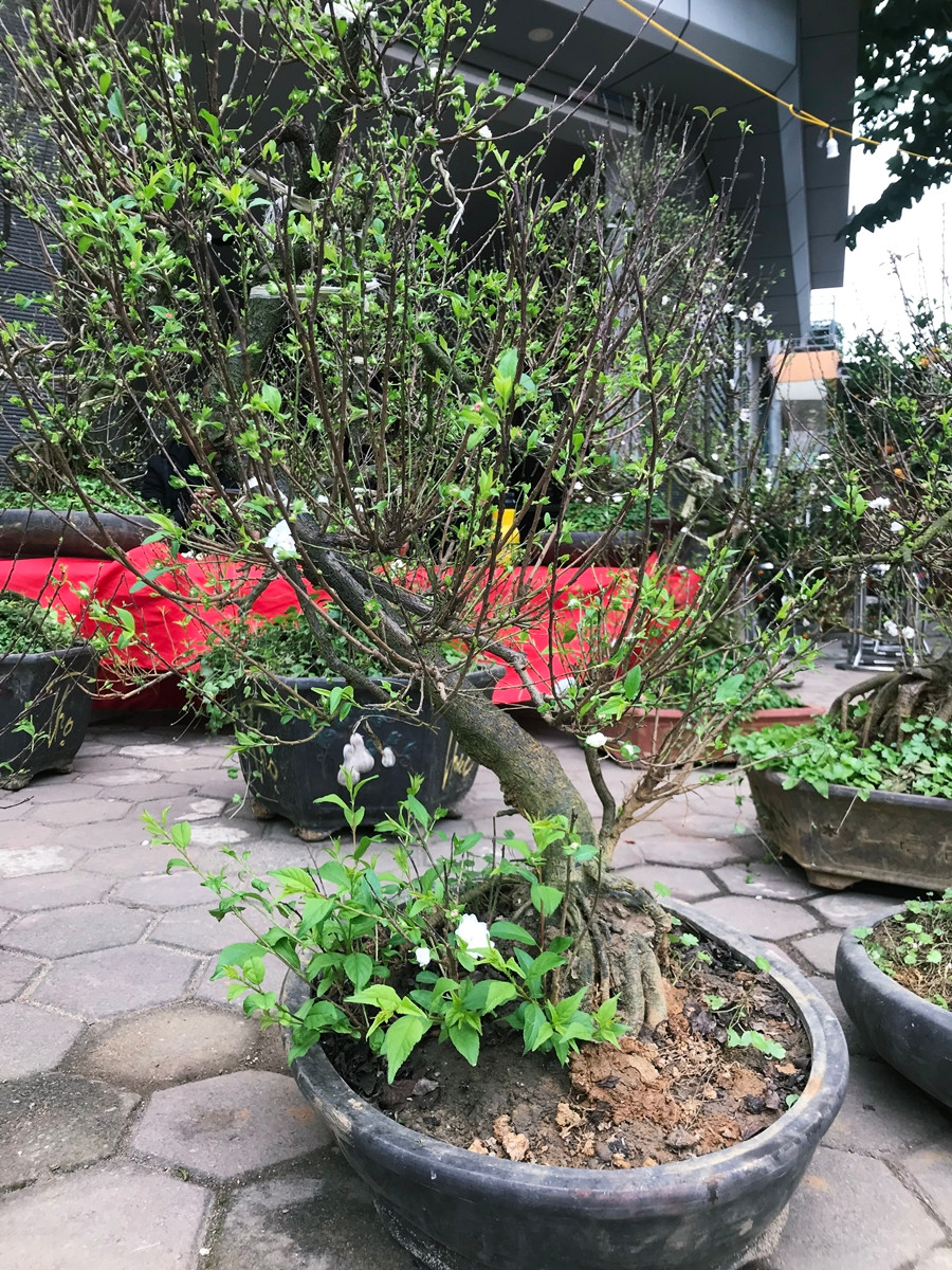 Để chăm sóc một gốc mai trắng đến khi có độ đẹp và đưa ra thị trường, anh Quân cho biết phải mất ít nhất 2 năm. Trường hợp cây đẹp hơn sẽ phải mất từ 10 đến 15 năm.