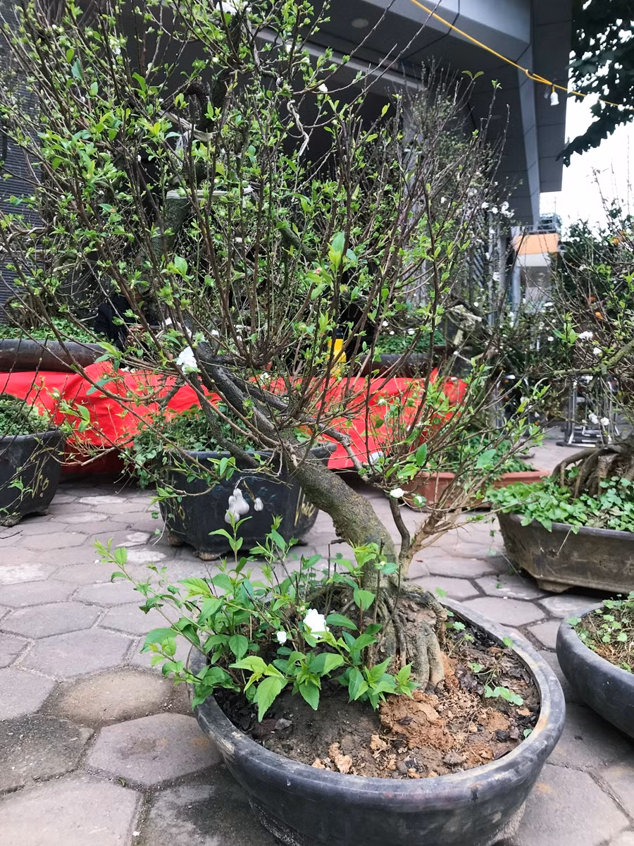 Để chăm sóc một gốc mai trắng đến khi có độ đẹp và đưa ra thị trường, anh Quân cho biết phải mất ít nhất 2 năm. Trường hợp cây đẹp hơn sẽ phải mất từ 10 đến 15 năm.