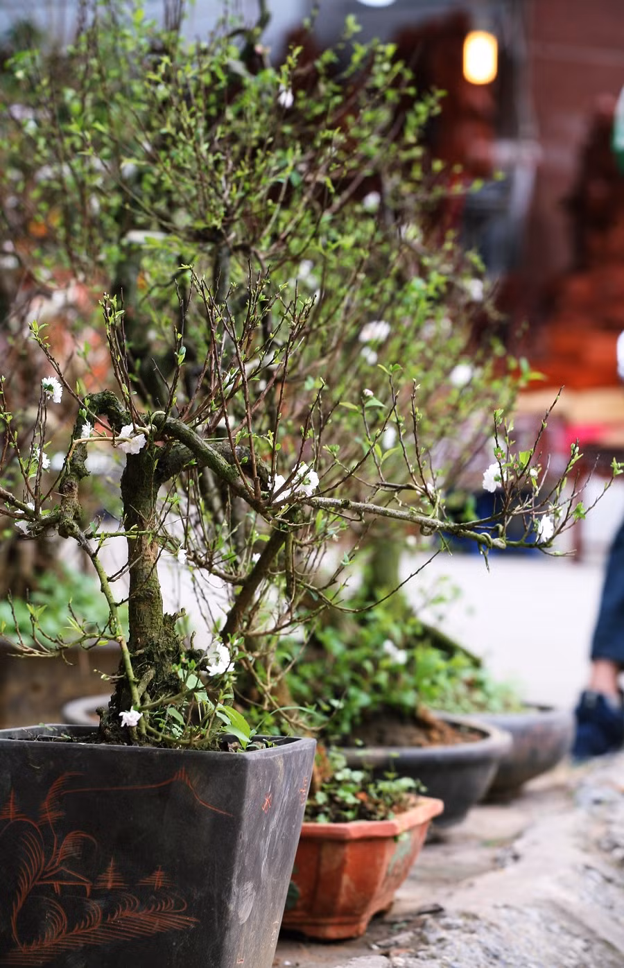 Đến ngày 12/1, mặc dù tại phố hoa trên đường Tố Hữu có rất nhiều loại hoa, cây cảnh như: đào, lan, quất, hồng bán dịp Tết Nguyên đán, nhưng duy nhất khu hàng nhà anh Quân phục vụ mai trắng.