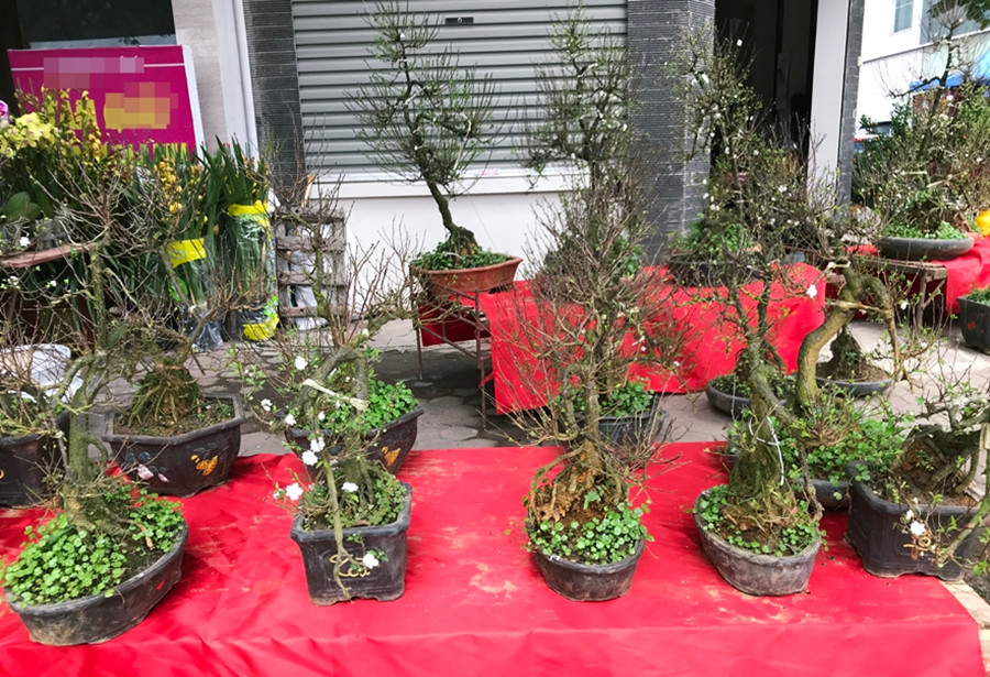 Với vẻ đẹp tinh tế, tao nhã mà những cây mai trắng luôn nhận được nhiều sự quan tâm của người dân mỗi dịp Tết đến xuân về.