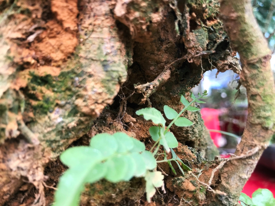 Rễ cây sần sùi, già cỗi theo thời gian.