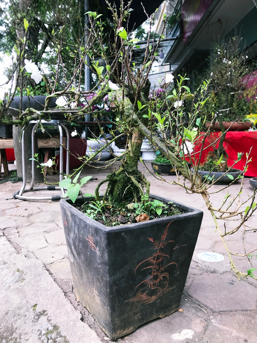 Những cây mai trắng được bán ở đây khoảng từ 2-4 triệu đồng/1 cây nhỏ và 6-8 triệu đồng/cây là cây lớn. Trong khi đó, chiều cao nhất của cây rơi vào khoảng 2m, thấp nhất là khoảng 50cm.