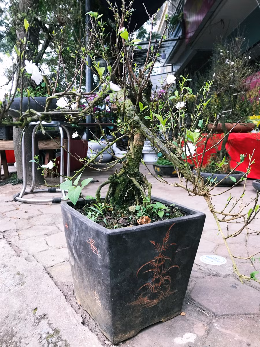 Những cây mai trắng được bán ở đây khoảng từ 2-4 triệu đồng/1 cây nhỏ và 6-8 triệu đồng/cây là cây lớn. Trong khi đó, chiều cao nhất của cây rơi vào khoảng 2m, thấp nhất là khoảng 50cm.