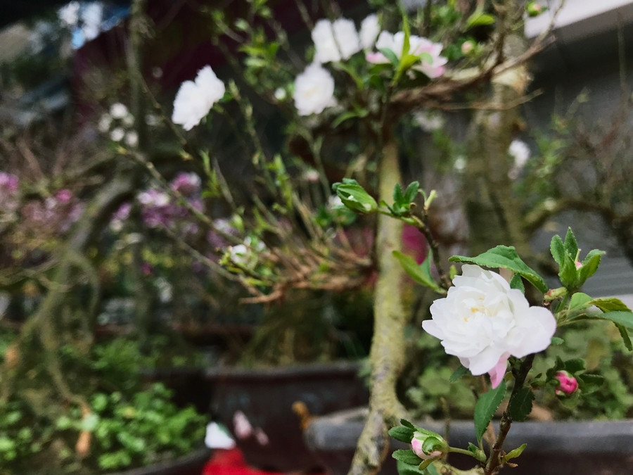 Giống như hoa đào, hoa mai trắng đang được bán ở đây nở rộ nhất vào dịp Tết Nguyên đán 2020.