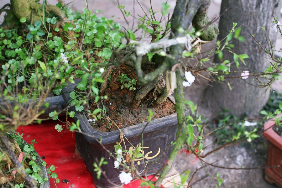 Mặc dù thấp nhỏ, nhưng một cây mai trắng này vẫn được bán với giá khoảng 2,5 triệu đồng.