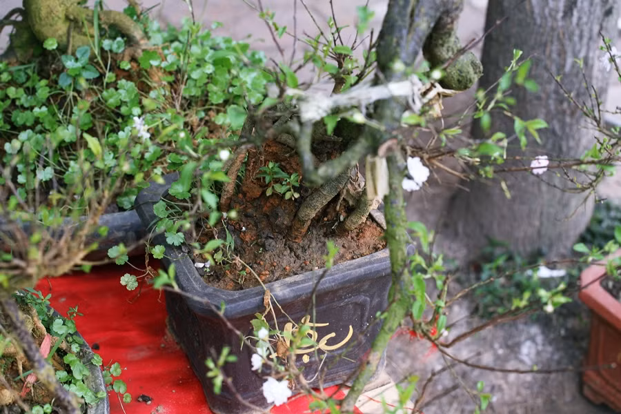 Mặc dù thấp nhỏ, nhưng một cây mai trắng này vẫn được bán với giá khoảng 2,5 triệu đồng.