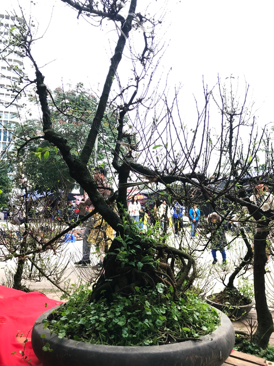 Cây mai trắng thu hút nhiều người dân khi đến với chợ hoa Tết trên đường Tố Hữu.