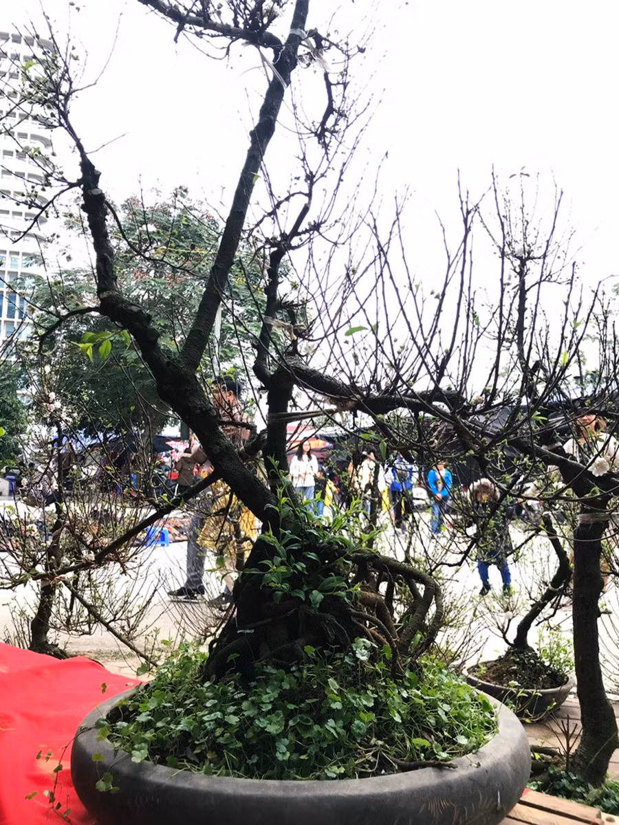 Cây mai trắng thu hút nhiều người dân khi đến với chợ hoa Tết trên đường Tố Hữu.